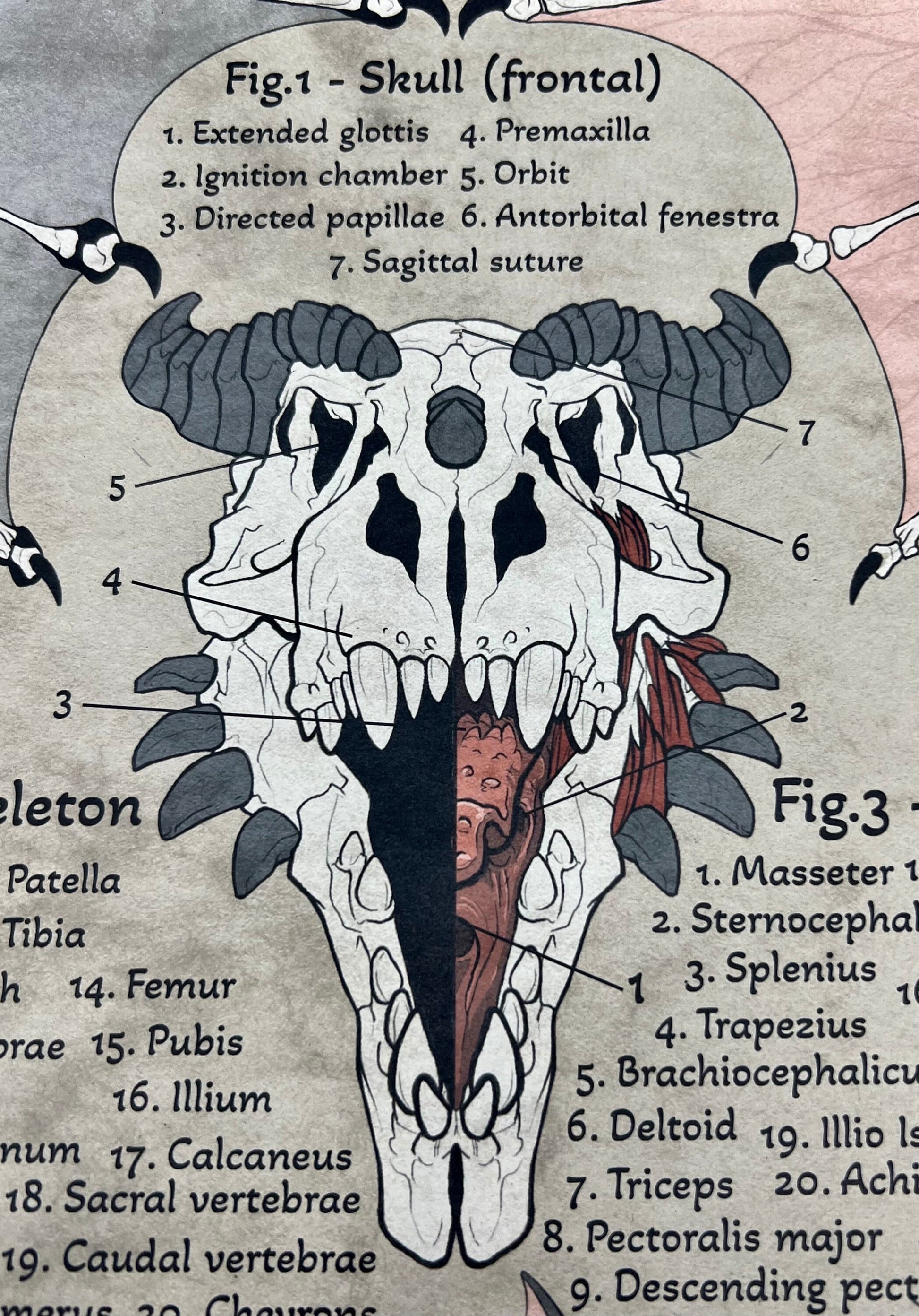 Anatomy of a Dragon Poster | Dragon Art | Anatomy Art | FREE SHIPPING