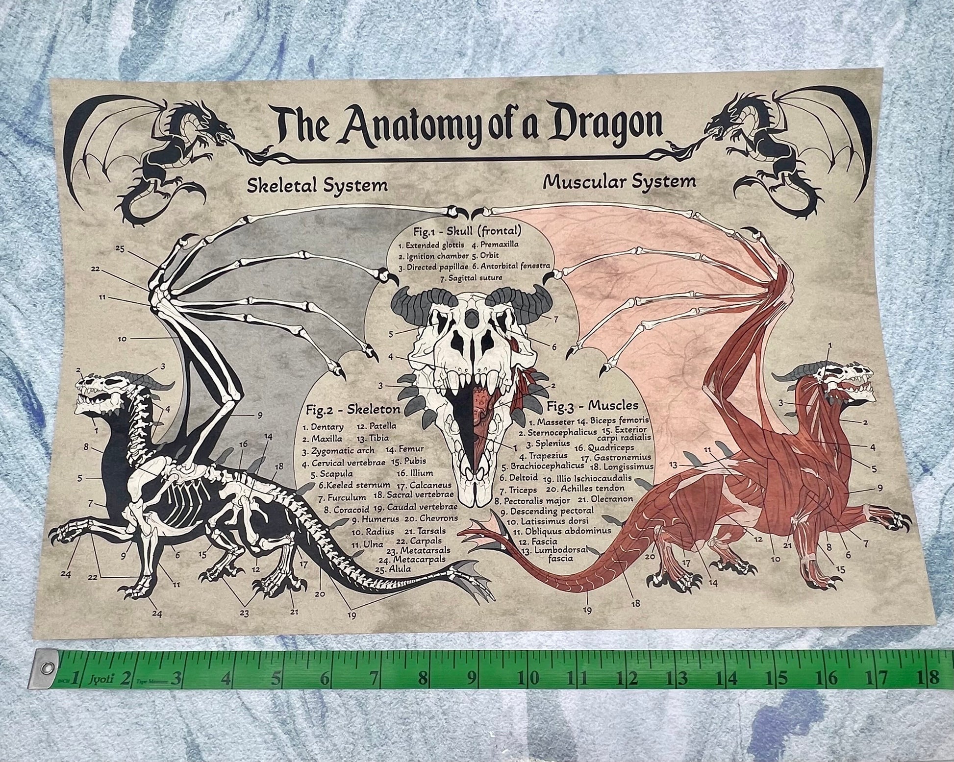 Anatomy of a Dragon Poster | Dragon Art | Anatomy Art | FREE SHIPPING