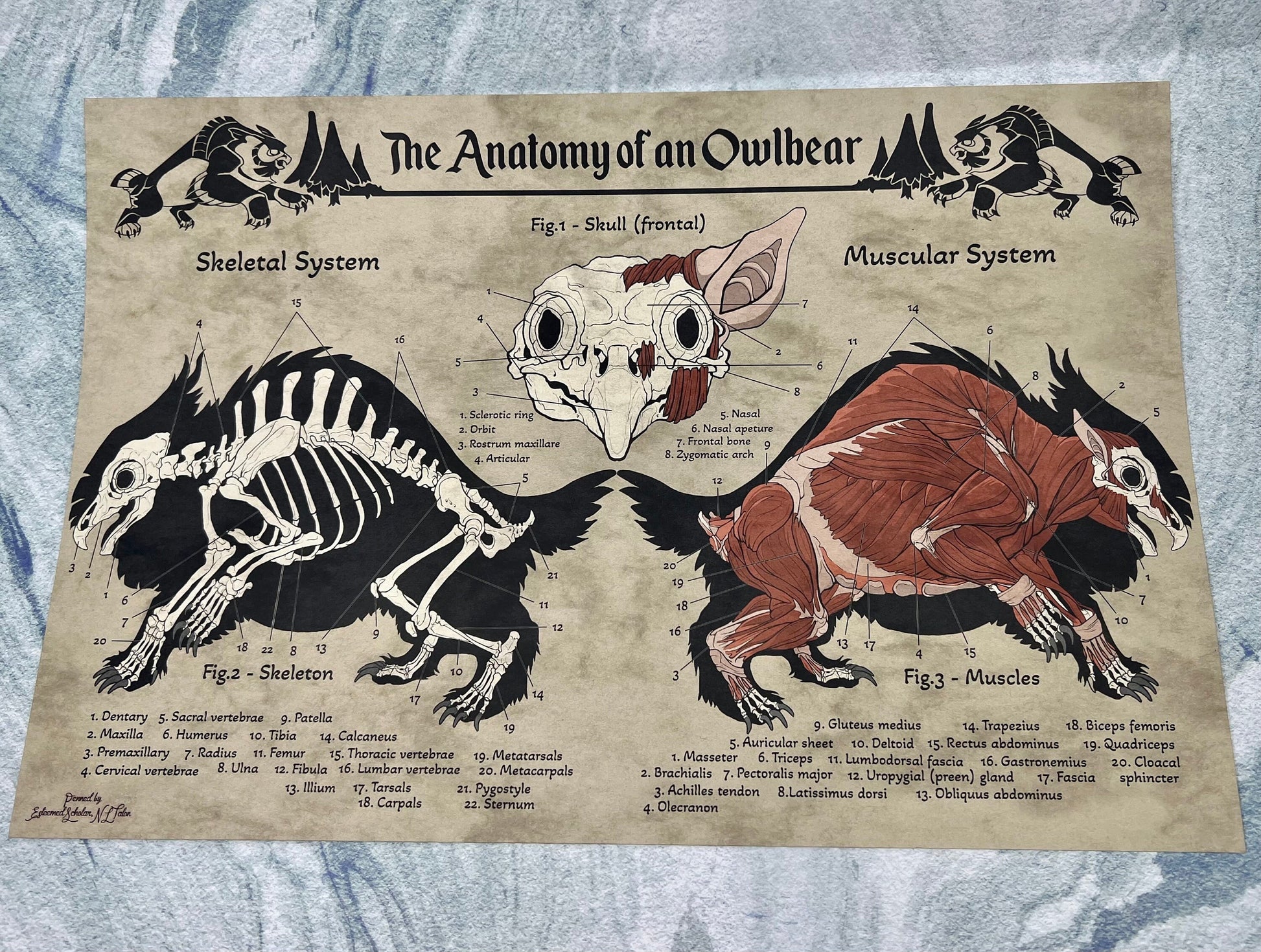 Anatomy of an Owlbear Poster | Owlbear Art | Anatomy Chart | FREE SHIPPING