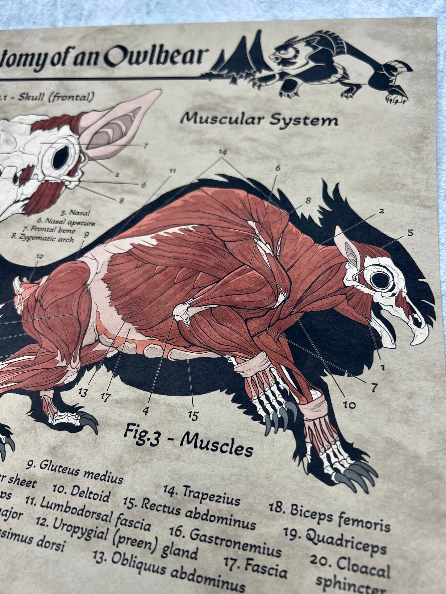 Anatomy of an Owlbear Poster | Owlbear Art | Anatomy Chart | FREE SHIPPING